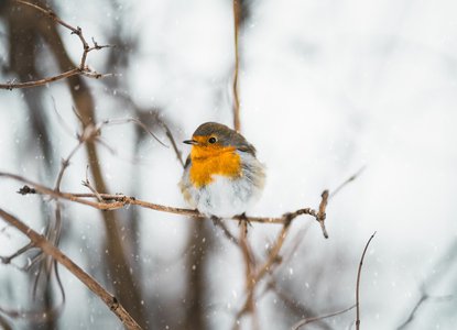 Robin in snow - The North Wind Doth Blow.jpg