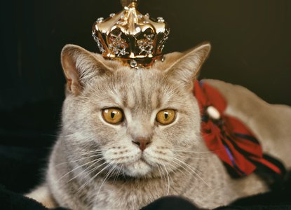 Kings and Queens cat