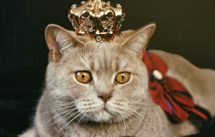 Kings and Queens cat